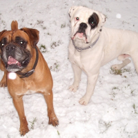 Les boboxs sous la neige