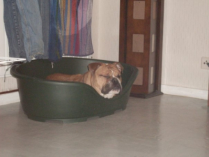 Enzo 9 mois - Bulldog Anglais