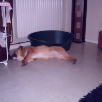 Photo #220746 de Enzo