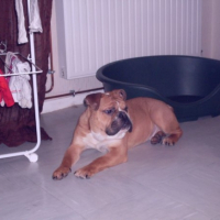 Photo #220747 de Enzo