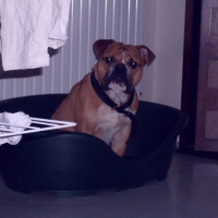 Photo #220748 de Enzo
