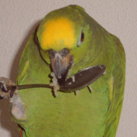 Photo #220774 de Manu