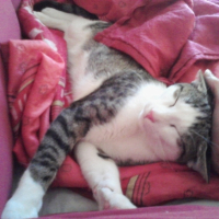 Photo #220817 de Enzo