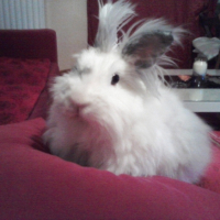 Photo #220818 de Poupette