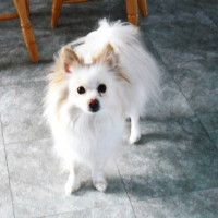 Photo #220909 de Sammy