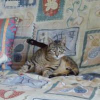 Photo #220925 de Minet
