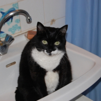 Il fait chaud ... le lavabo est tout frais