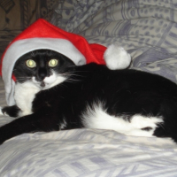 Photo #220962 de Nikita