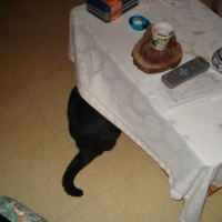 Photo #220966 de Nikita