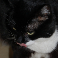 Photo #220968 de Nikita