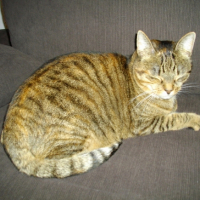 Photo #221000 de Abricot