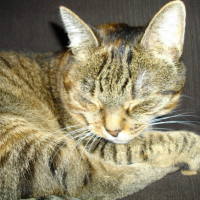 Photo #221001 de Abricot
