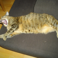 Photo #221003 de Abricot