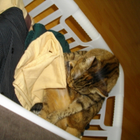 Photo #221005 de Abricot