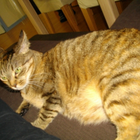 Photo #221006 de Abricot