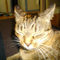 Photo #221008 de Abricot