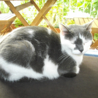 Photo #221011 de Myrtille