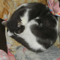 Photo #221012 de Myrtille