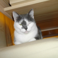 Photo #221013 de Myrtille