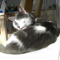 Photo #221014 de Myrtille
