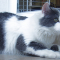 Photo #221060 de Kovu