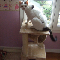 Photo #221245 de Kroquet
