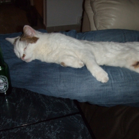 Photo #221246 de Kroquet