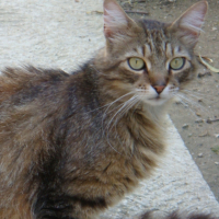 Photo #221247 de Simba