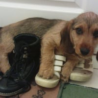 Photo #221256 de Sheldon