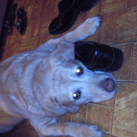 Photo #221265 de Silver