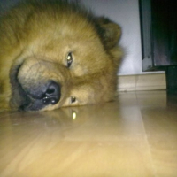 Photo #221266 de Benji