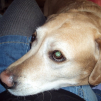 Photo #221277 de Silver