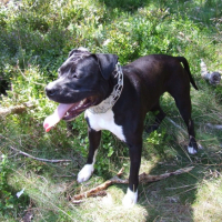 Photo #221311 de Daja