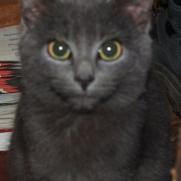 Photo #221377 de Miii