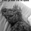 une vie de chien