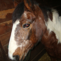 Photo #221442 de Cheyenne