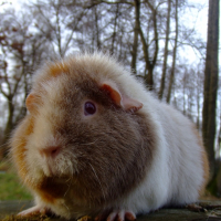 Photo #221461 de Purple eva