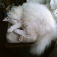 Photo #221474 de Barnaby