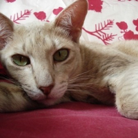 Photo #221484 de Meline