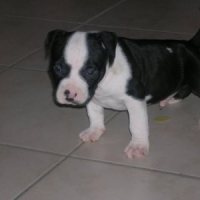 Photo #221486 de Demon