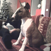 Photo #221509 de Bouba