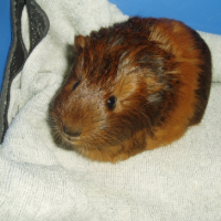 Photo #221538 de Bijou