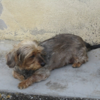 Photo #221552 de Dina