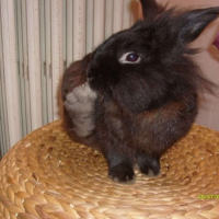 Photo #221560 de Pimpim