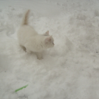 Photo #221574 de Pumba