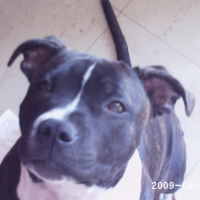 Photo #221592 de Enzo