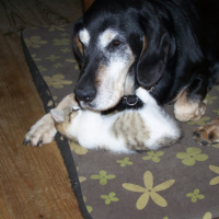 Photo #221625 de Snoopy