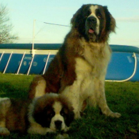 Photo #221648 de Donovan
