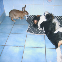 Photo #221673 de Bistou