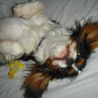Photo #221693 de Liloo